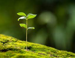 Programa Talento Warmi